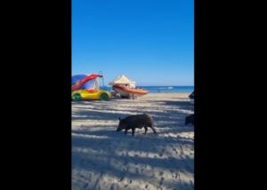 wild zwijn op strand Marbella