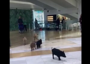 wilde zwijnen in winkelcentrum Miramar Fuengirola