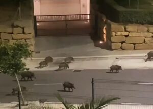 wilde zwijnen zorgen op de weg voor gevaarlijke situaties