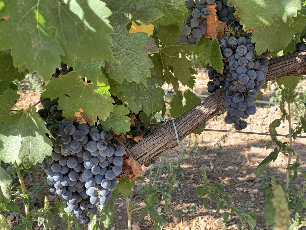 wijnproductie onder druk