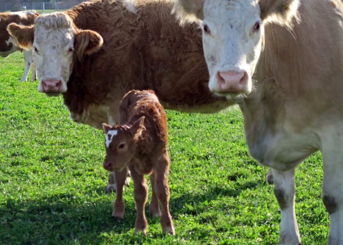 Trein botst met koe Gijon