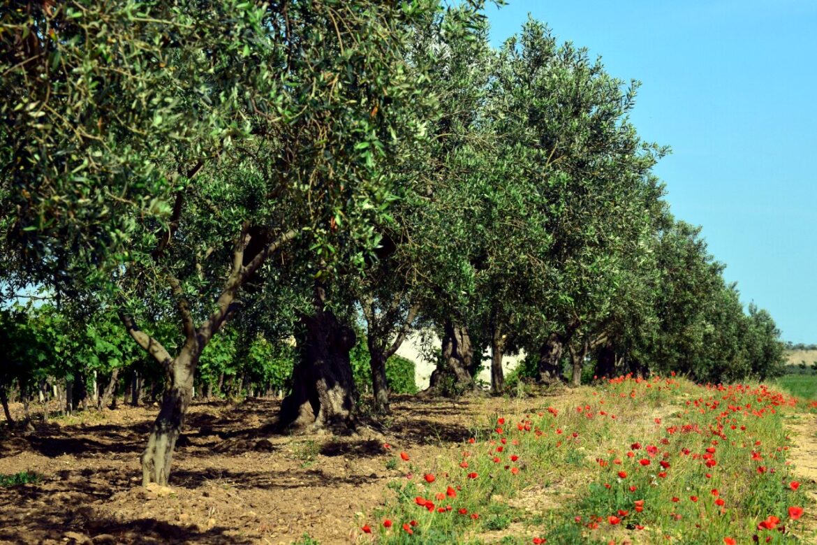 Biologische landbouw Andalusië