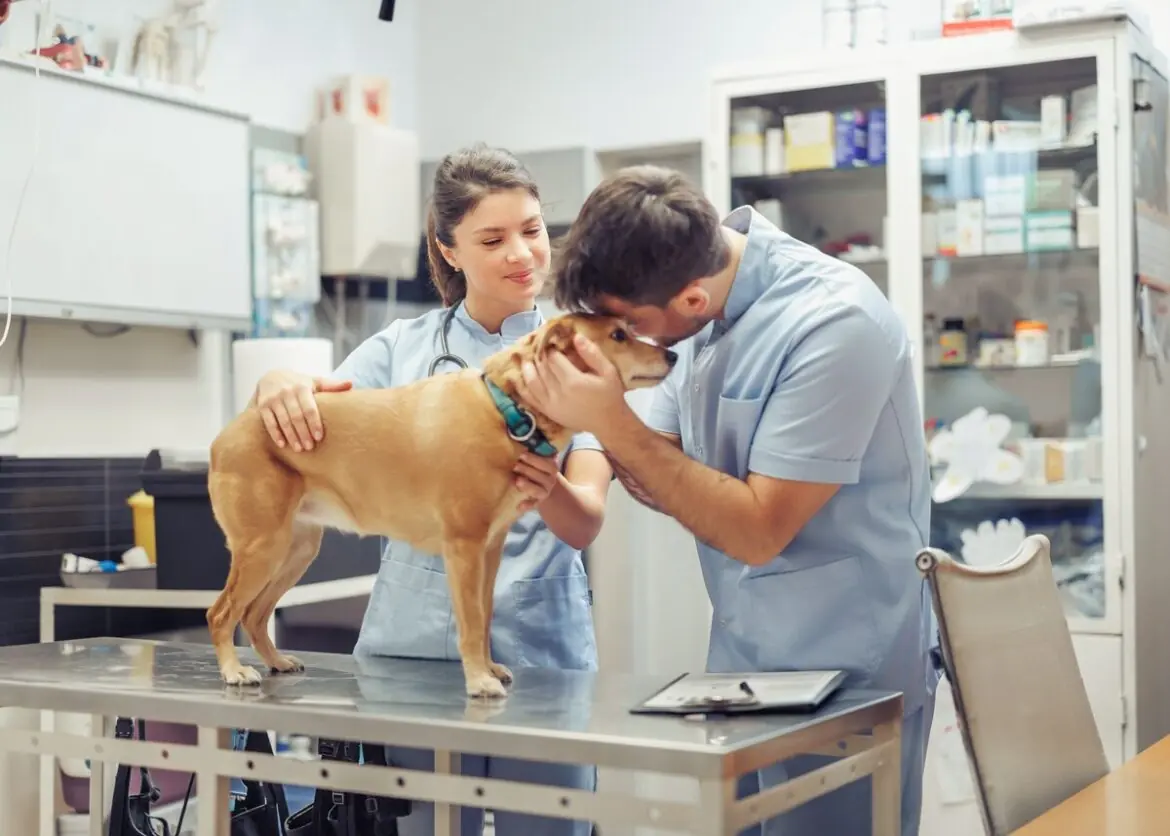 Een hond wordt liefdevol opgevangen door een dierenarts: dierenartskosten in Andalusië worden aftrekbaar van de belasting