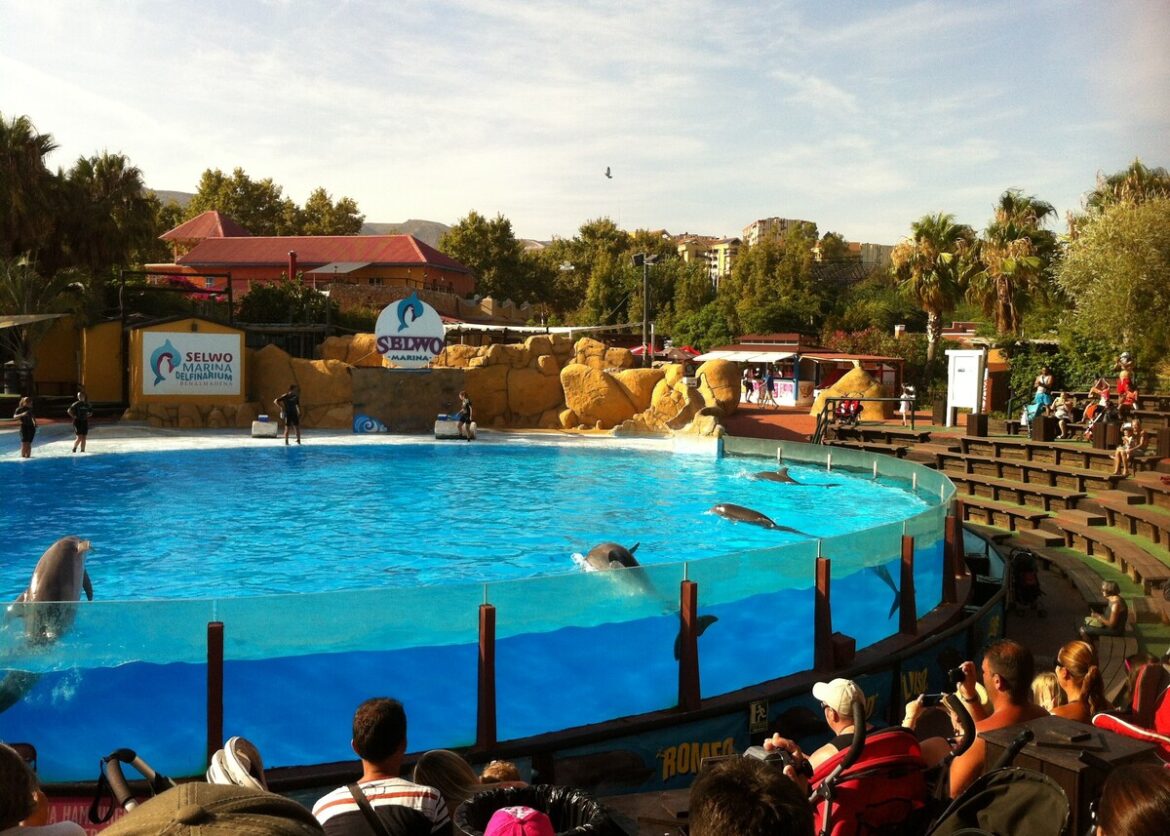 Beeld van toen de dolfijnen van Selwo Marina er nog wel waren