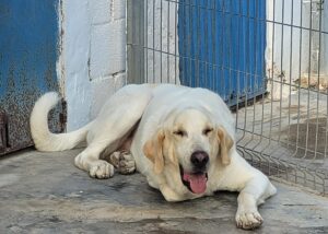 Hond van hondenopvang Fidelio zoekt nieuw huis