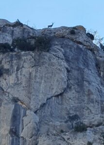 wildlife in Sierra de Cazorla