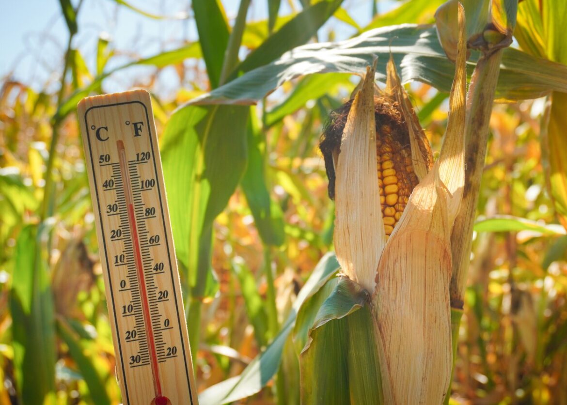 Hoge temperaturen in de nazomer waarbij de 'veranillo de San Miguel' nog even voor een zomergevoel zorgt