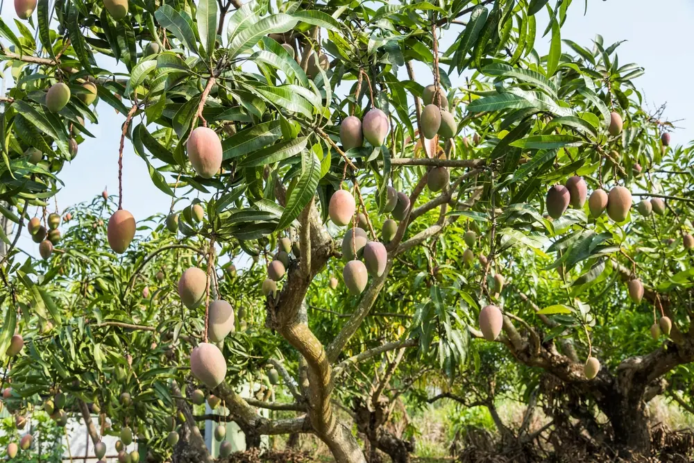 Topoogst mango's en avocados in Málaga, maar te weinig arbeidskrachten om ze te plukken