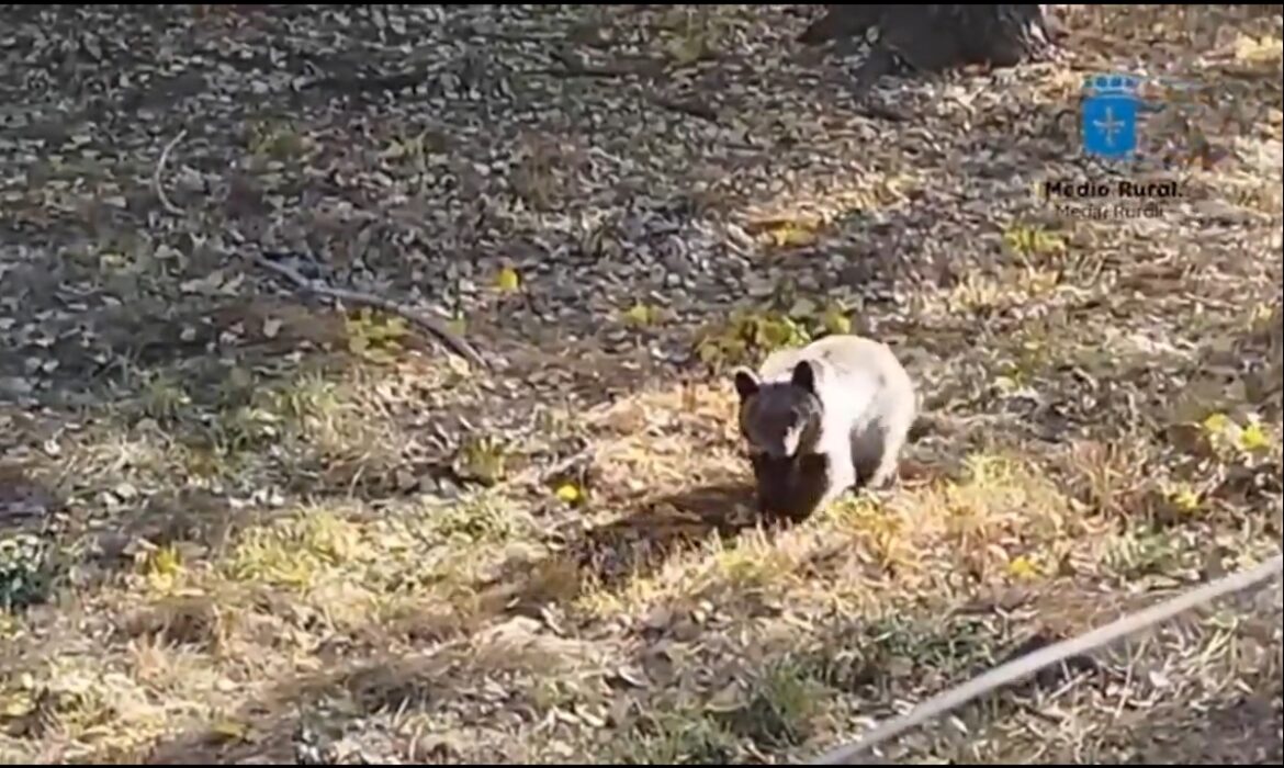 Alba berenjong terug in de natuur in Asturië Jonge beer terug in de natuur in Asturië