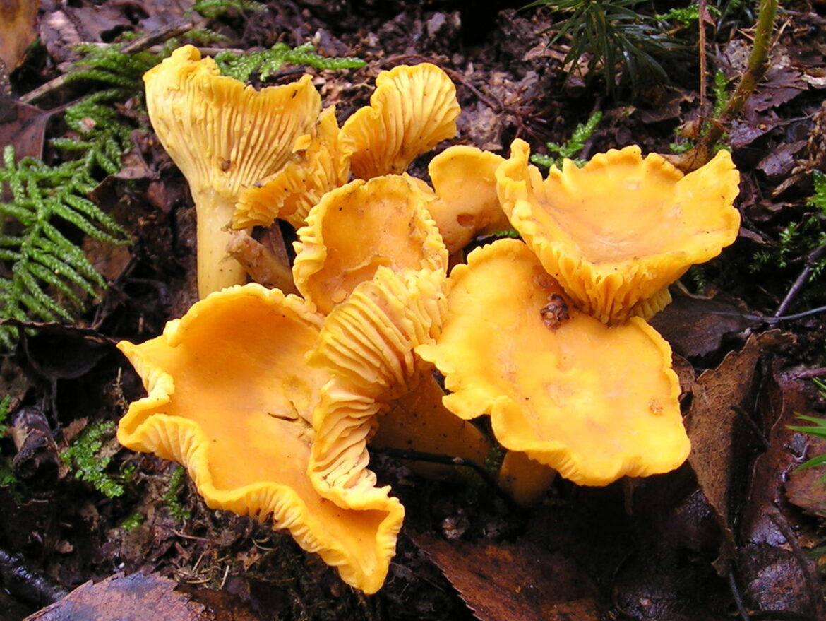 paddenstoelen plukken in de herfst
