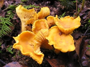 paddenstoelen plukken in de herfst