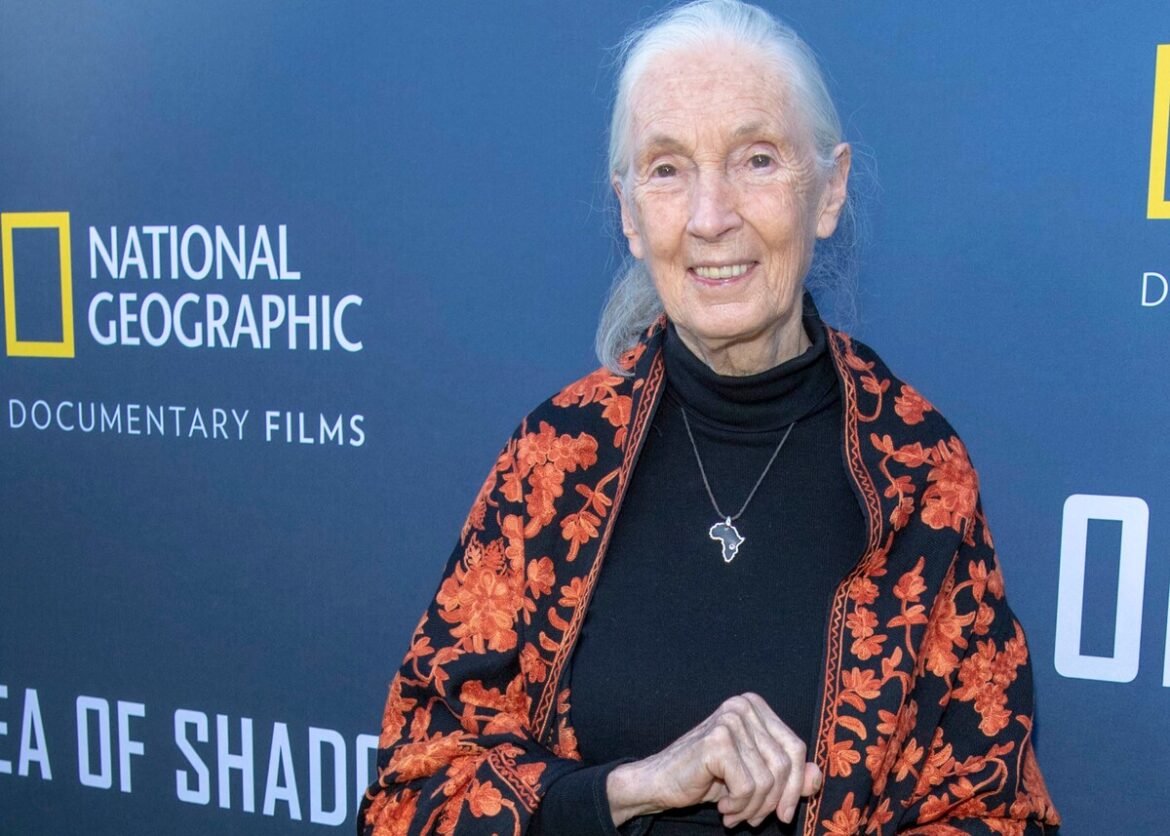 Met Jane Goodall-wet wil Spanje pionieren in de bescherming van grote mensapen