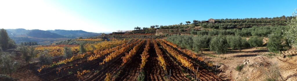 wijngaard casa de campo in wijnregio Priorat in Catalonië te koop