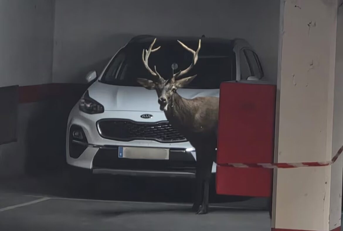 Hert loopt door centrum Zamora en eindigt in parkeergarage