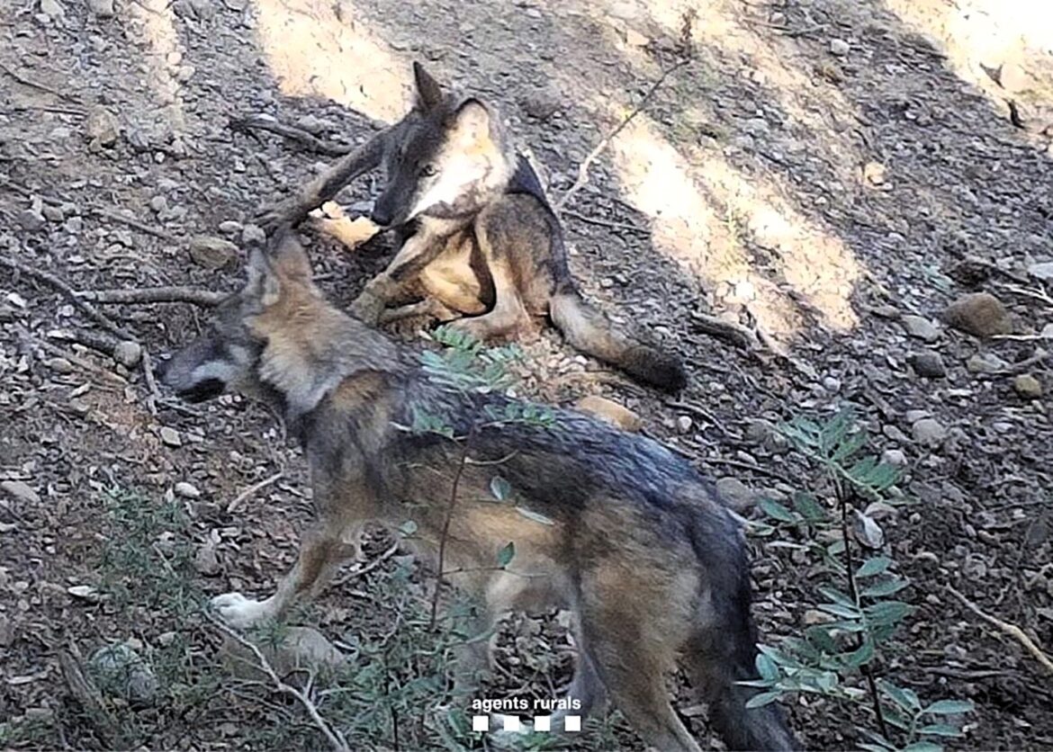 Wolf met jongen gespot in Catalonië