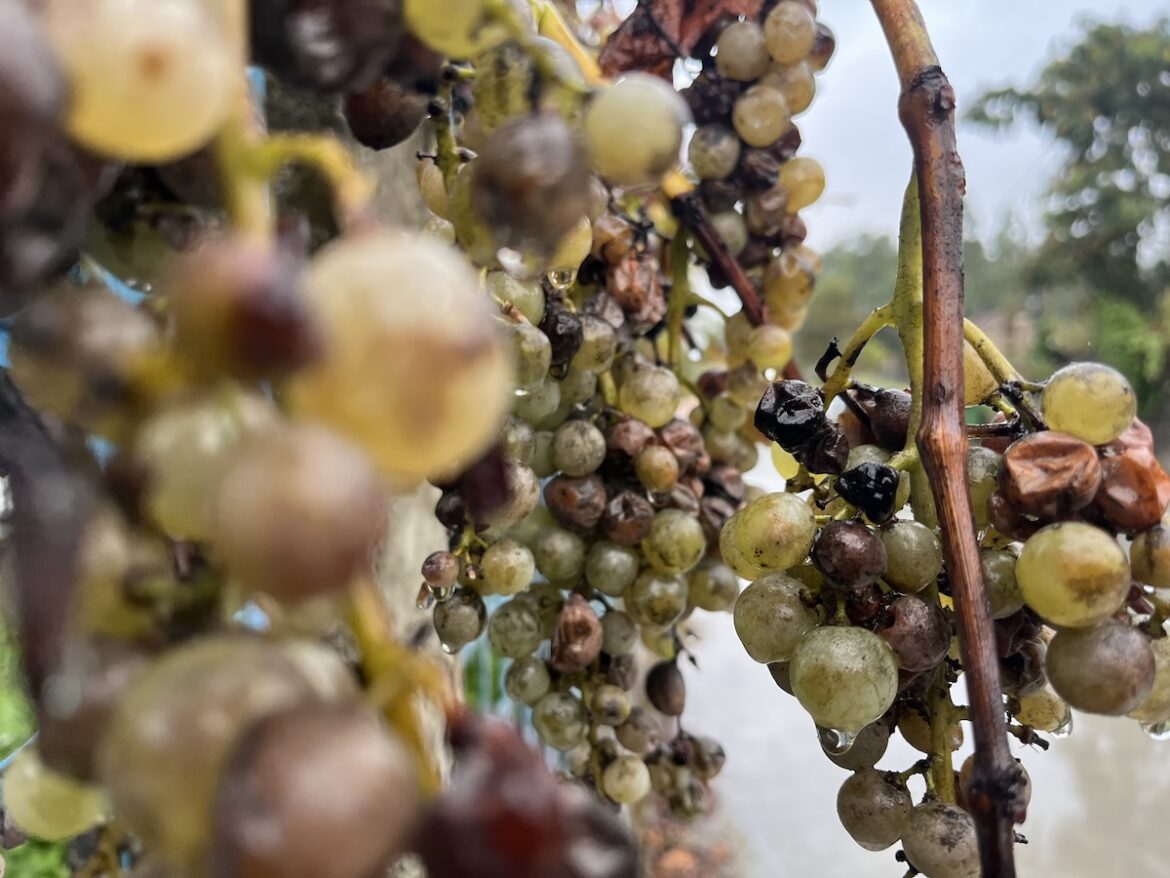 Albariño uit Rias Baixas steeds populairder in VS