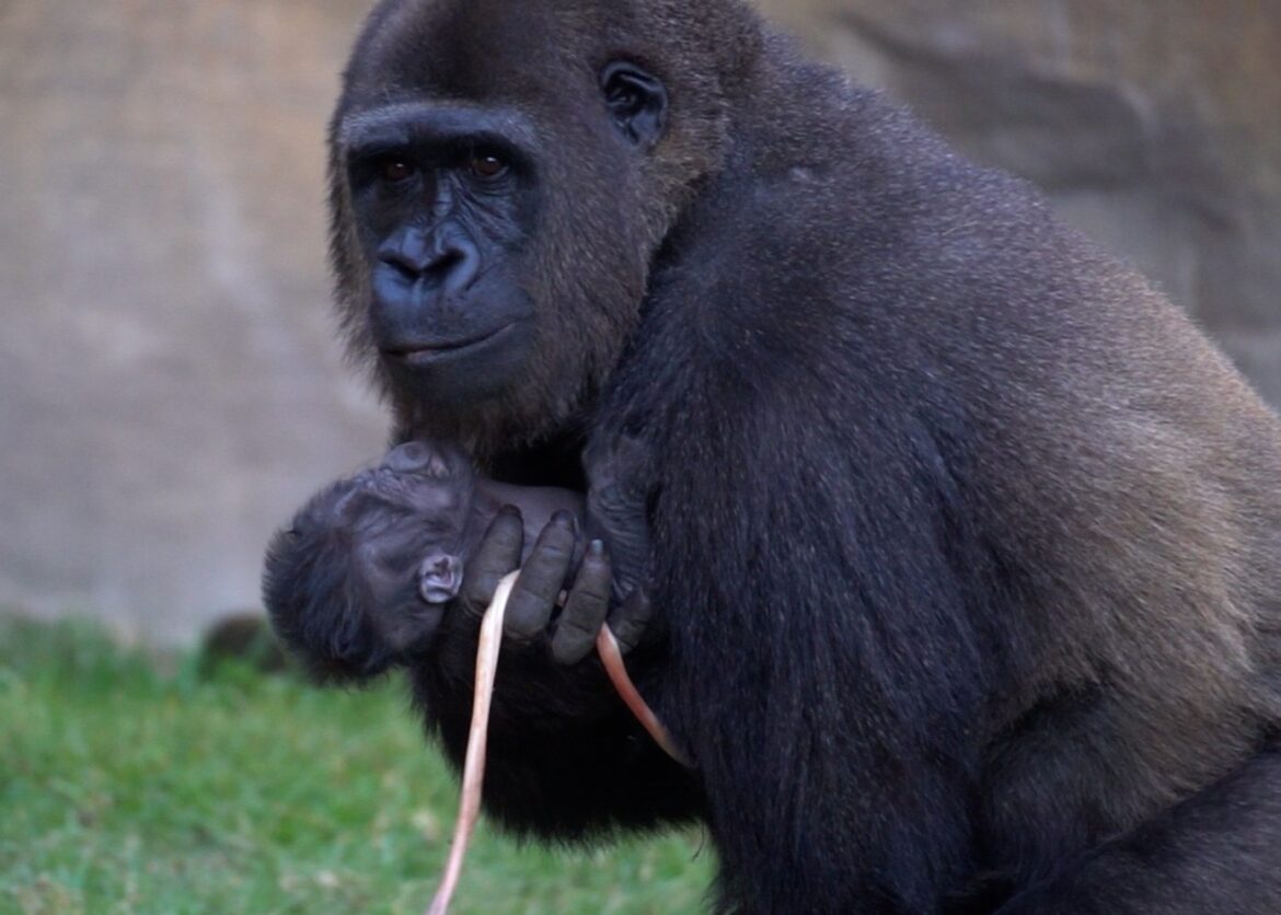 Baby gorilla geboren in Bioparc Fuengirola op klaarlichte dag voor ogen van bezoekers