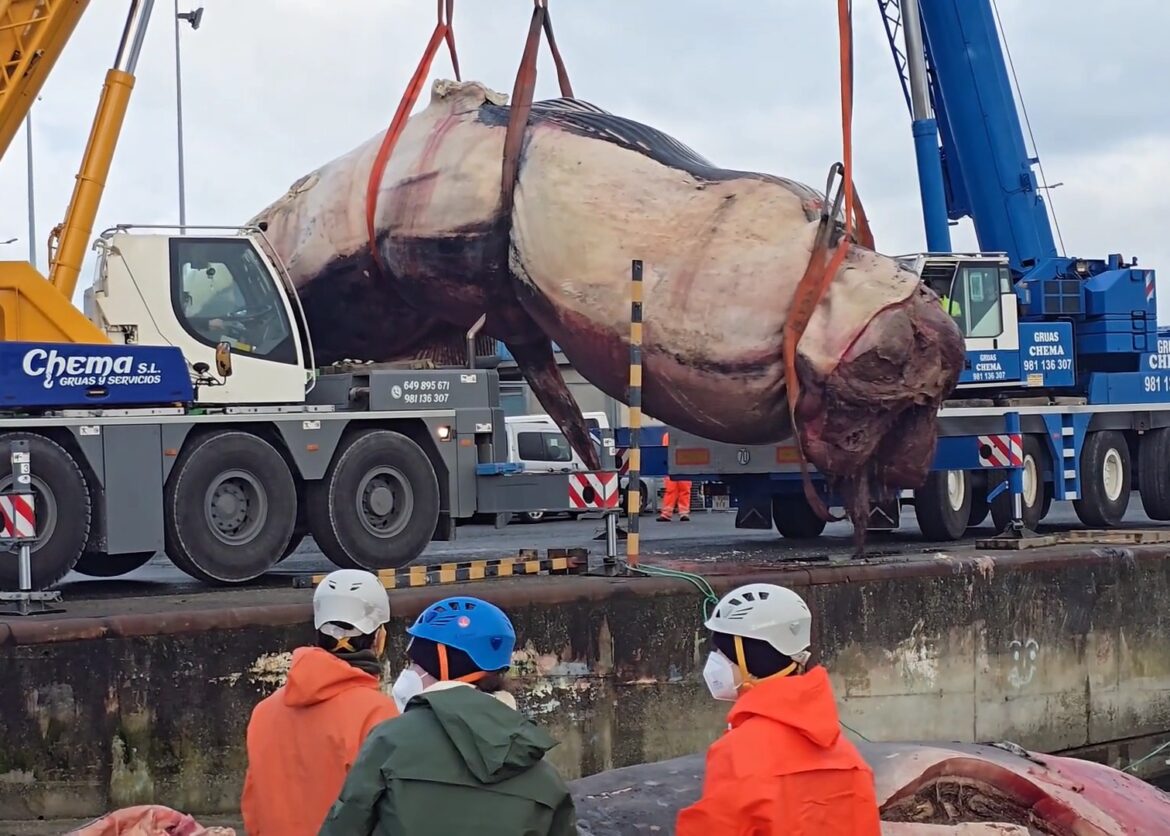 berging gigantische dode walvis in A Coruña met moeite gelukt