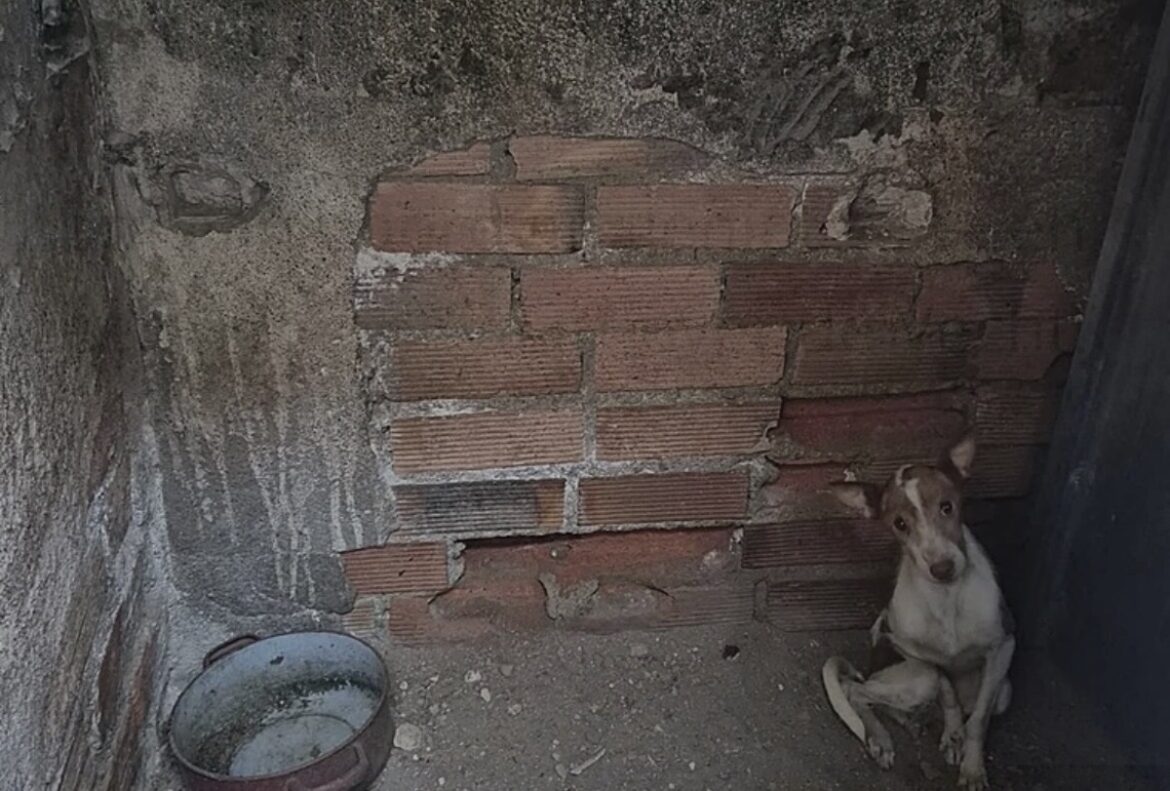 Dierenmishandeling en verwaarlozing: 100 honderd gered