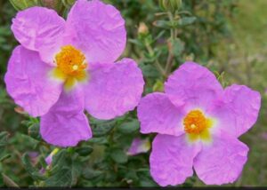 biodiversiteit Spanje 2026