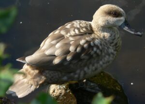 biodiversiteit Spanje 2026