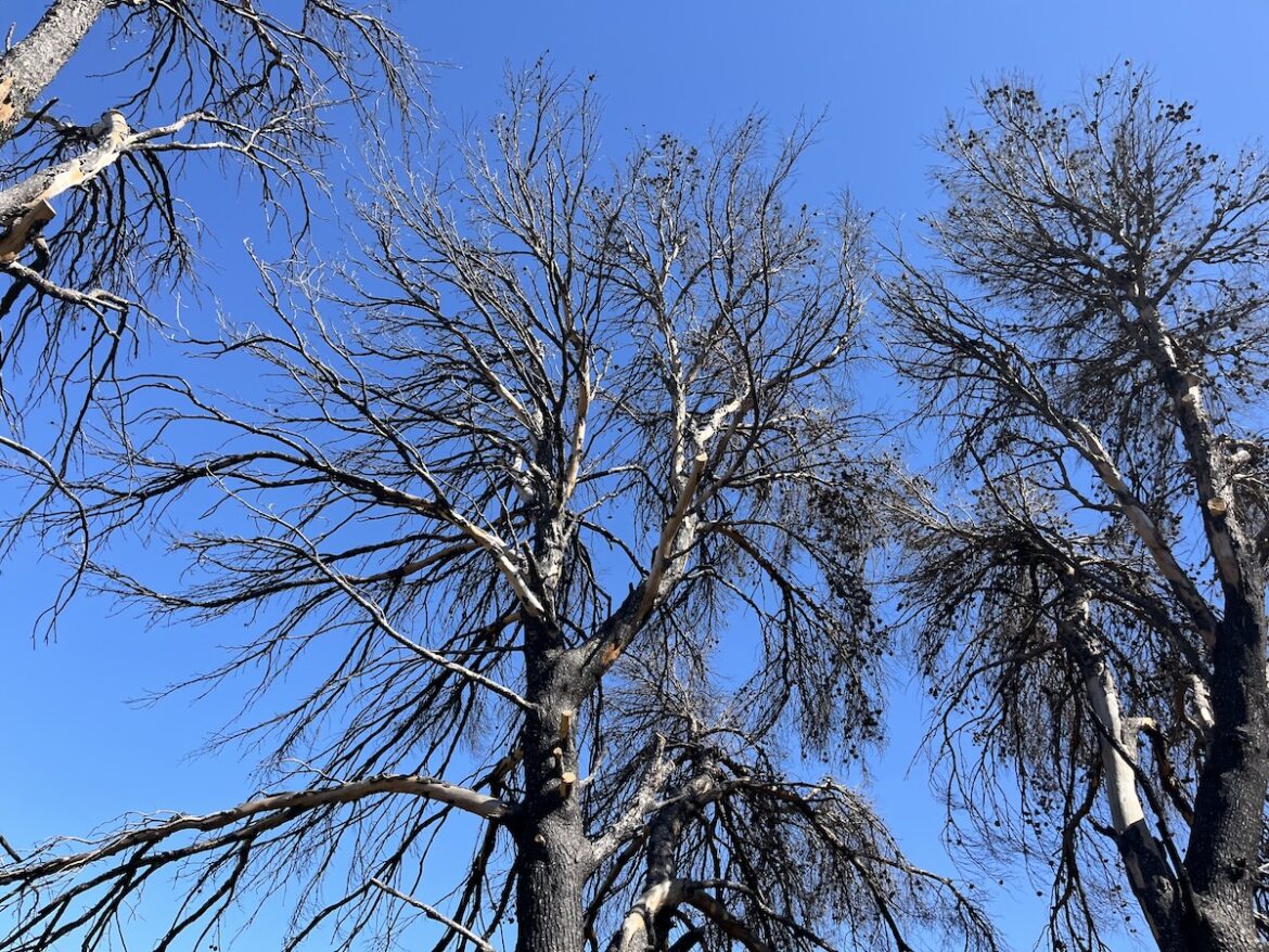 Verwoesting na natuurbranden