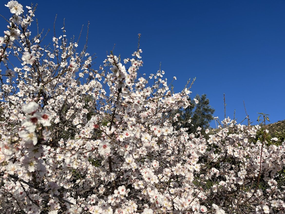 Amandelbloesem in februari