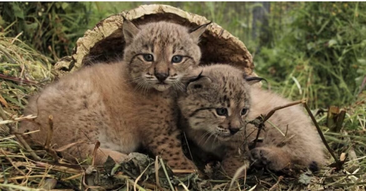 Lynxwelpen geboren in Doñana