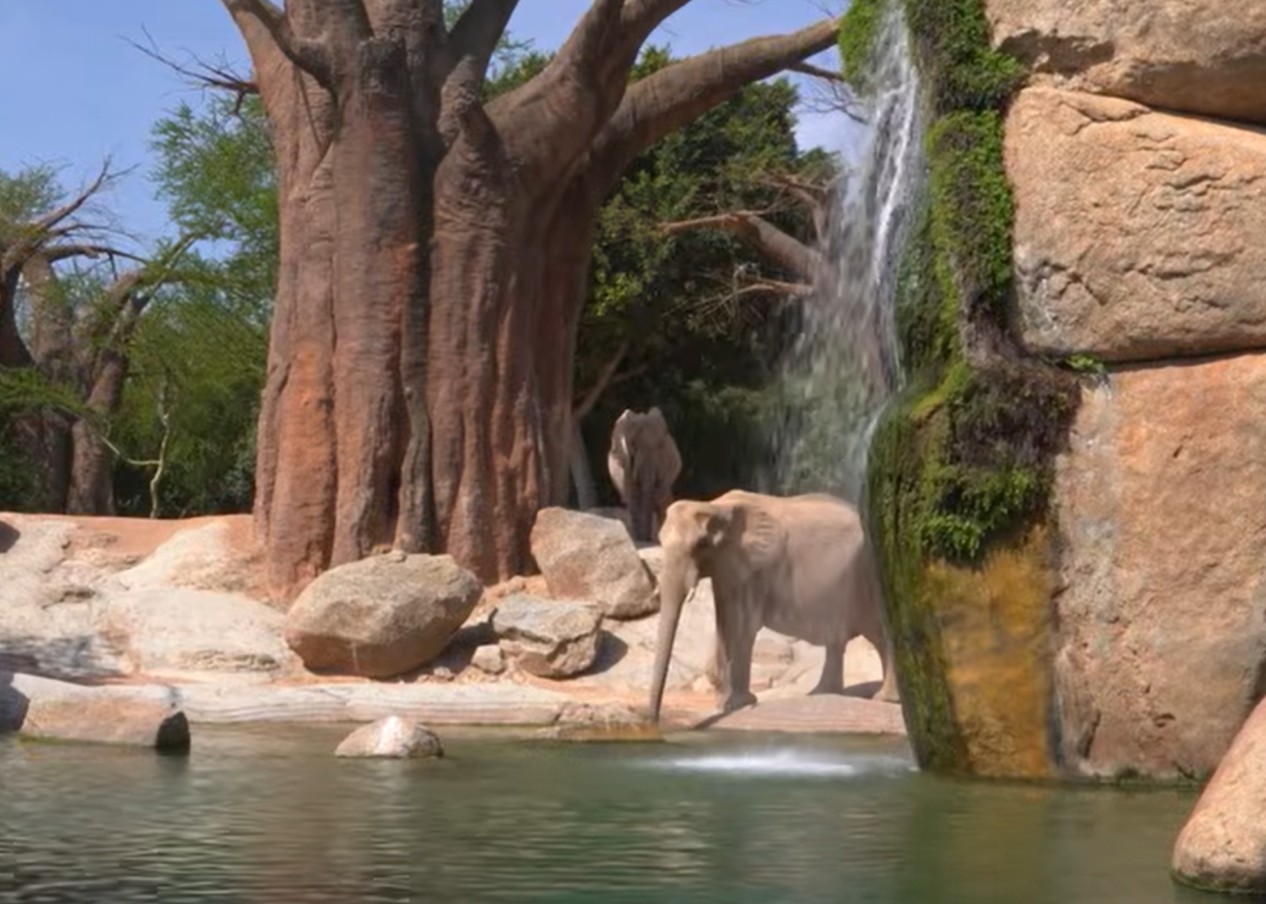 Olifant Miri komt om bij tragisch ongeluk in Bioparc Valencia