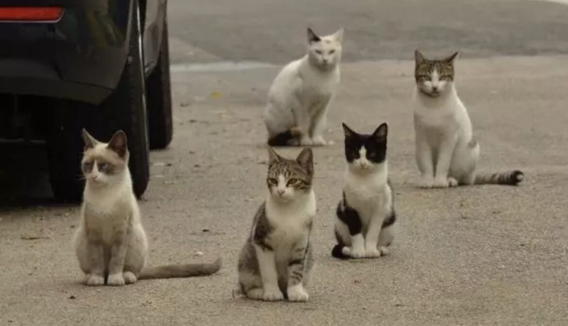 Huis kopen waar al katten leven?