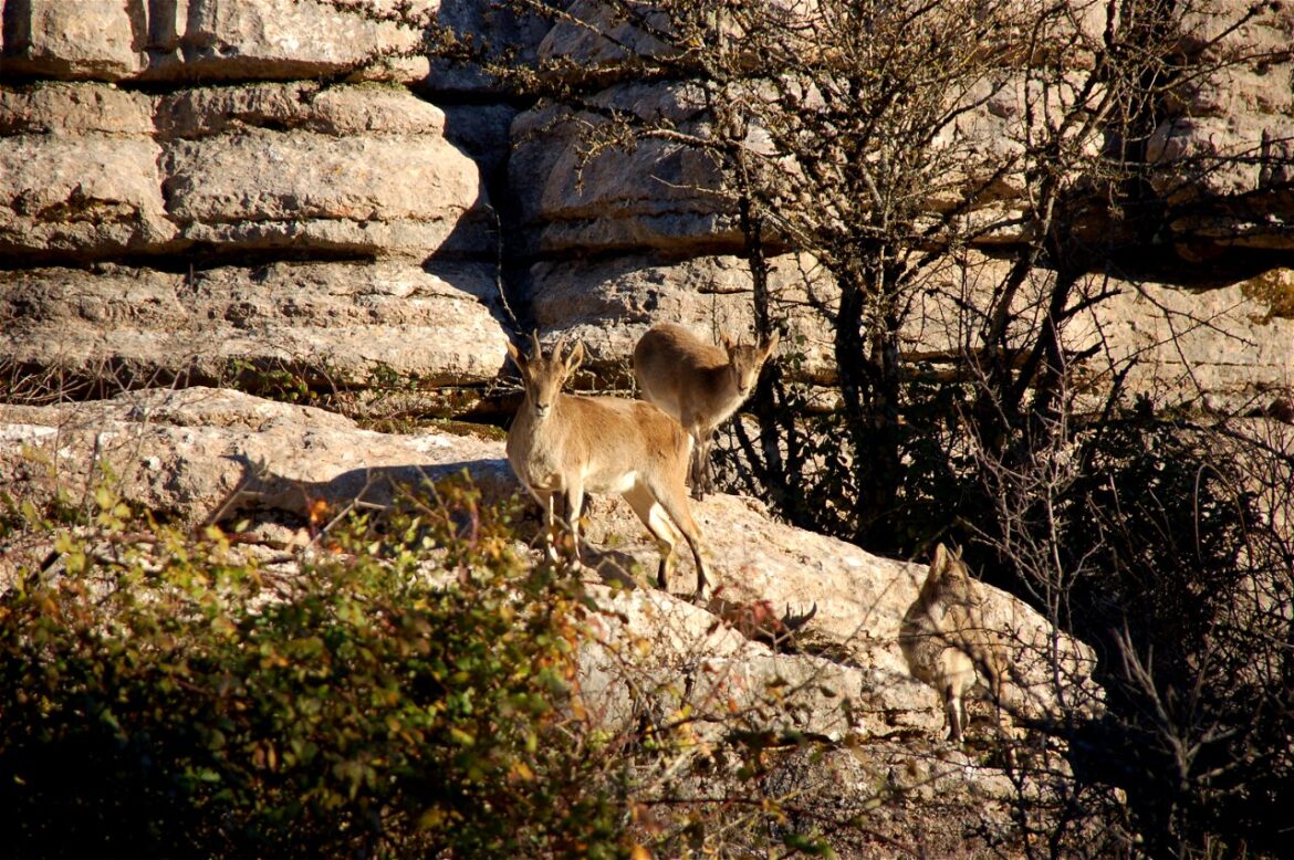 Berggeiten in El Torcal de Antequera