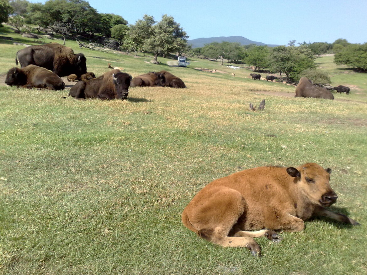 Bizons in gras uitgezet in Guadalajara