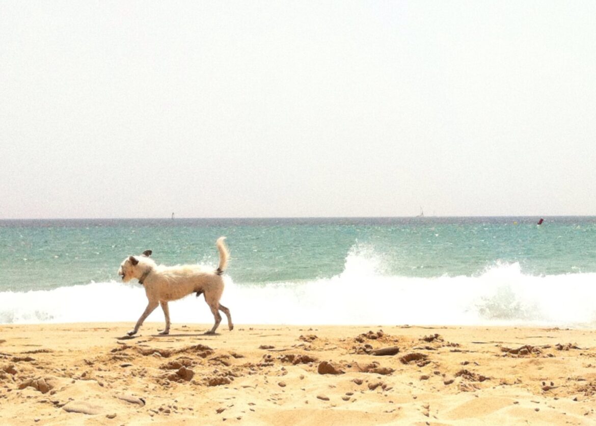 hond zit op het strand. Ken je strandregels in Spanje, soms mag het niet