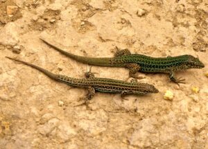 Pytusenhagedis