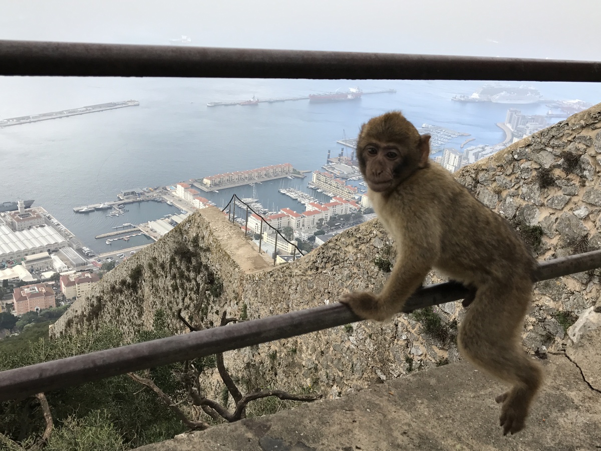 Onderzoek slaat alarm: apen op Gibraltar ‘detoxen’ na gevoerd te zijn door toeristen
