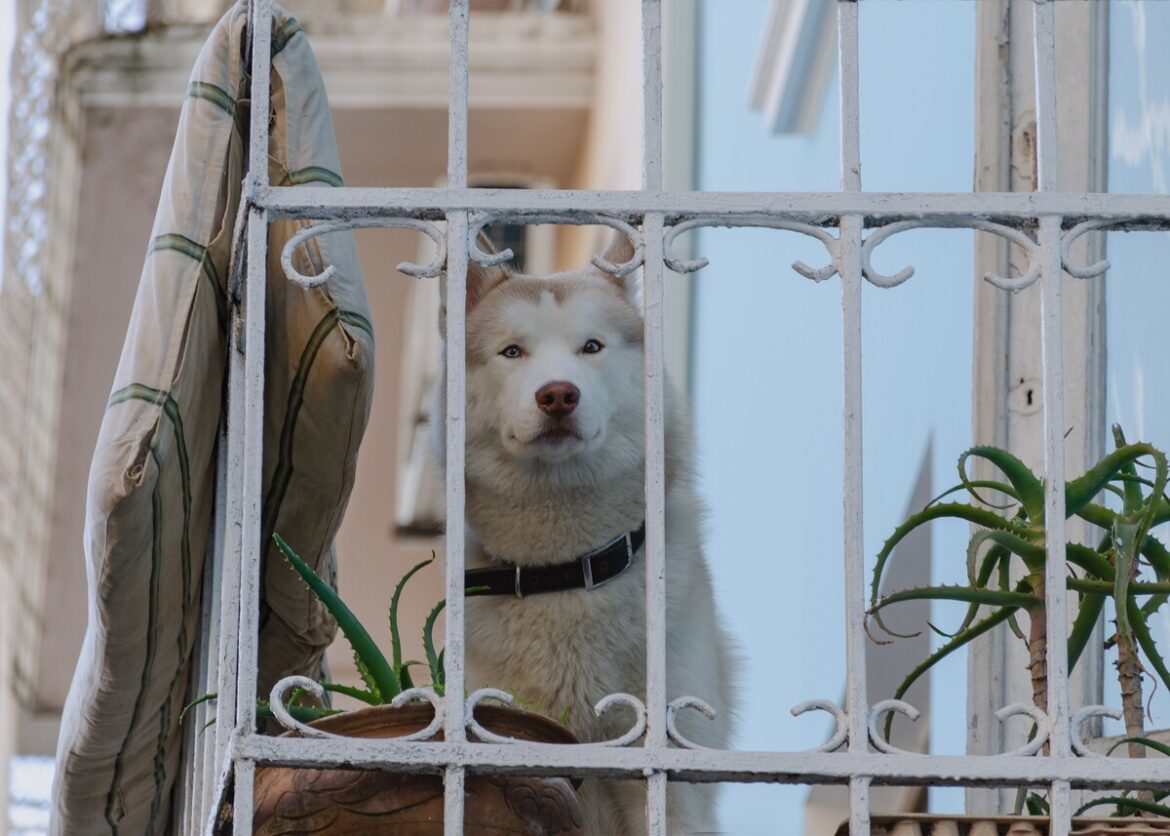 Hond in Spanje alleen op een balkon