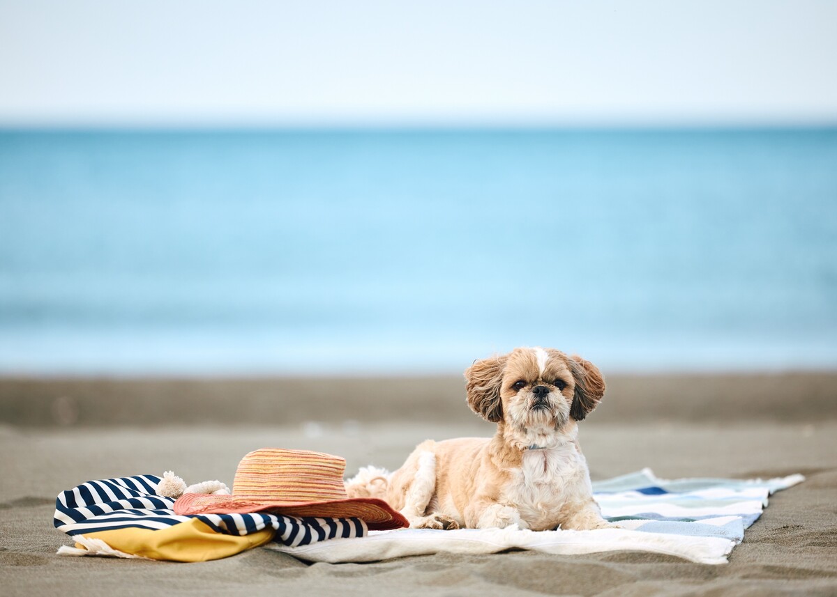 Hittegolf in Spanje? Tien tips om je hond of kat te beschermen tegen oververhitting