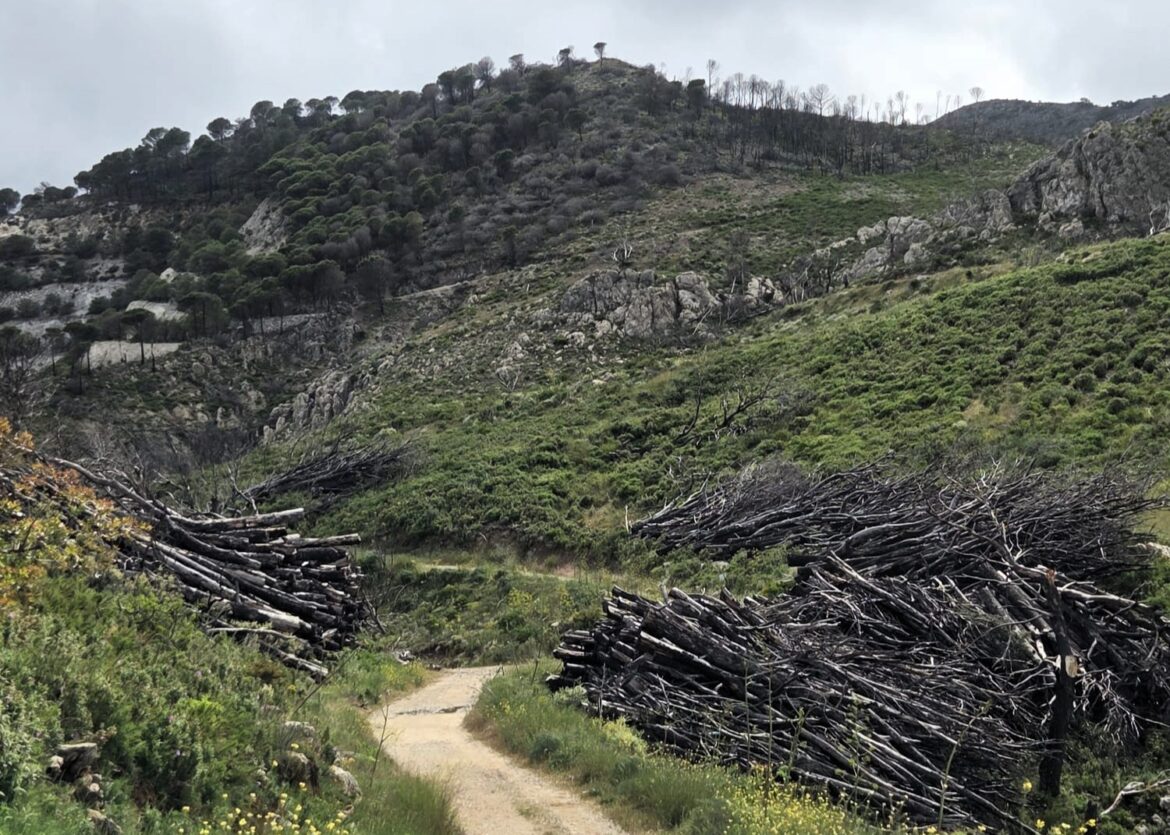 Andalusisch landschap na een bosbrand: Infoca zet zwaarder in bij aanvang nieuw bosbrandenseizoen