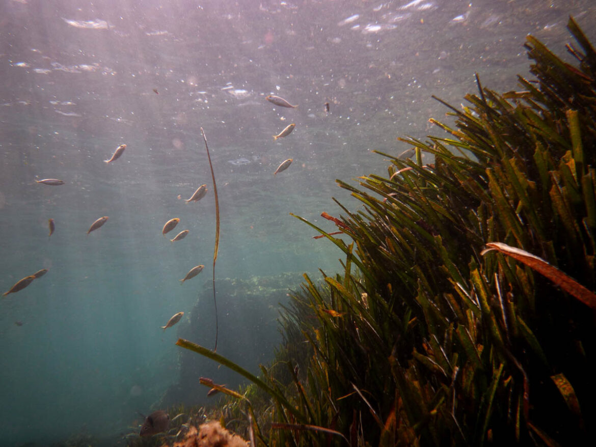 Natuur Formentera: Posidonia Oceánica