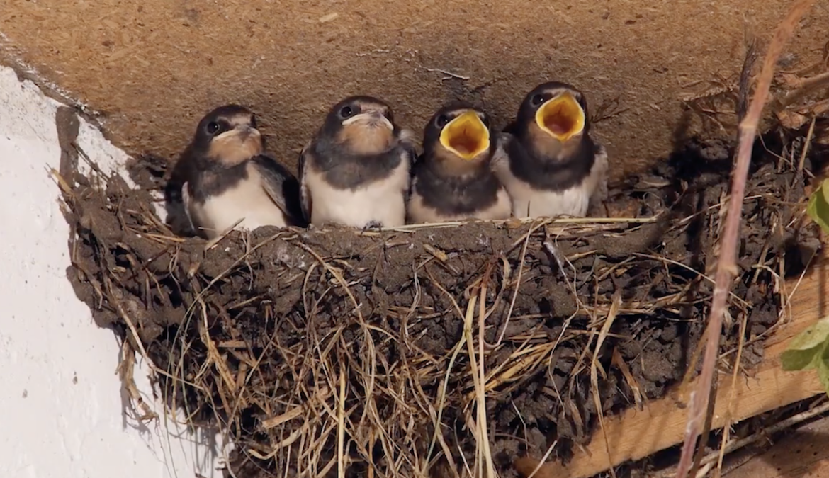 Vogelnesten