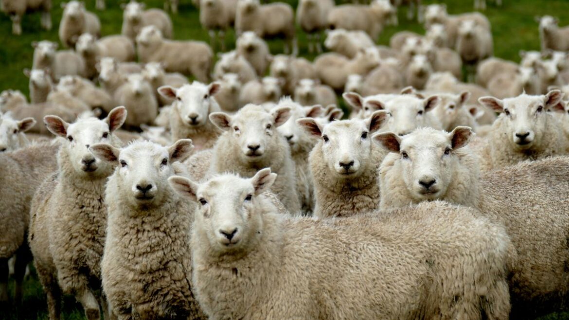 Kudde schapen tijdens de eeuwenoude trashumancia over een historische veetrekroute in Spanje.