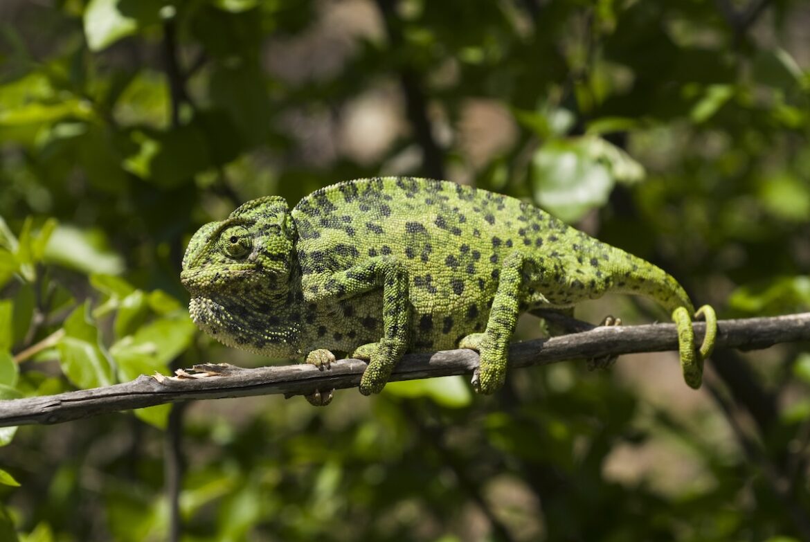opmars kameleon
