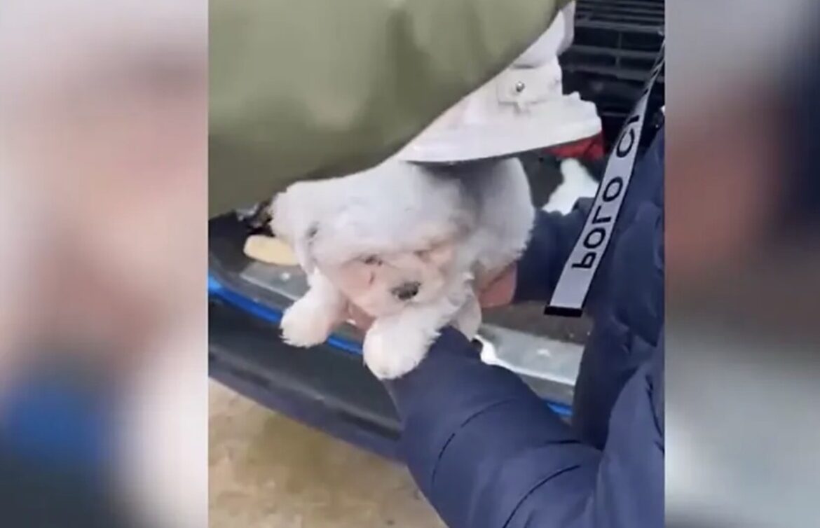 Pups illegale fokkerij