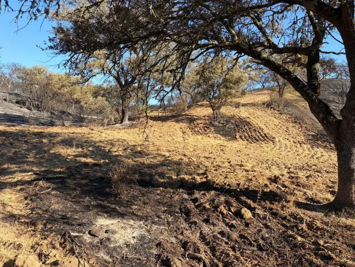 verwoeste dehesa na brand Huelva