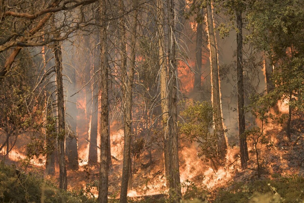 Bosbrand in een natuurgebied in Spanje