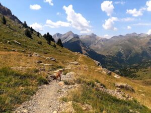 Hond op wandelpad in de Spaanse Pyreneeën