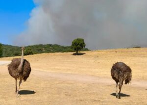 twee struisvogels uit Safari Madrid met rookwolken van de bosbranden op de achtergrond