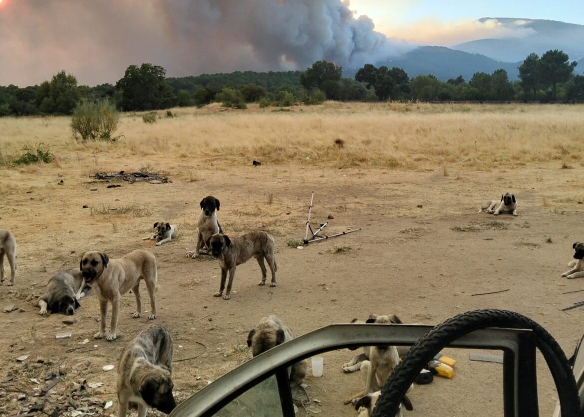 honden met op de achtergrond de rookpluimen van een naderende bosbrand