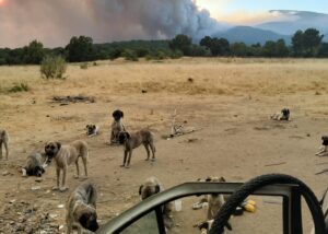 honden met op de achtergrond de rookpluimene van de naderende bosbrand in Ávila