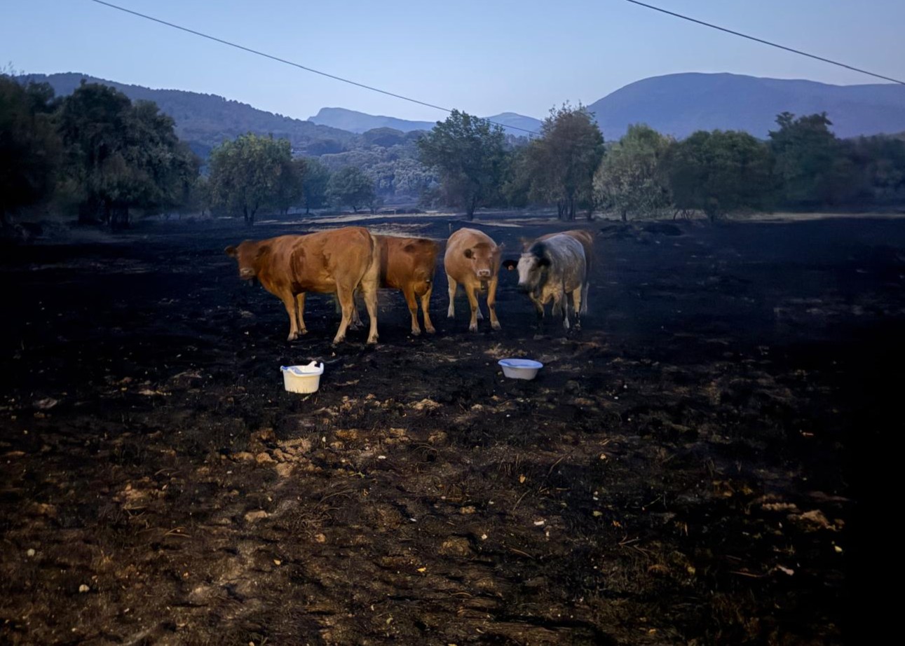 Nederlandse hulp onderweg naar dieren in Ávila die getroffen zijn door verwoestende bosbrand